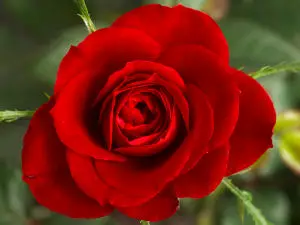 Good Morning Love Messages_Red Rose_Poem