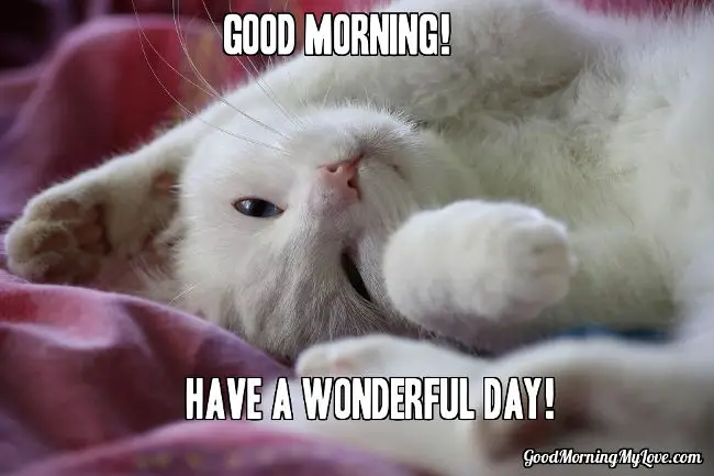 Good Morning Meme-Cat