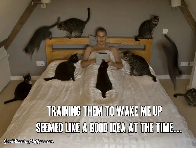 Cats Wake Up Meme