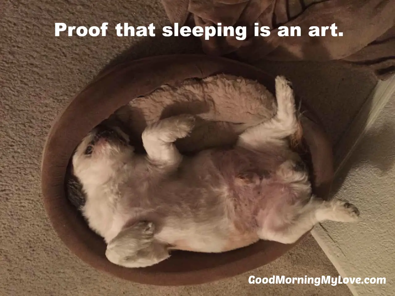 Good Morning Memes_Funny Sleeping Dog_Silly