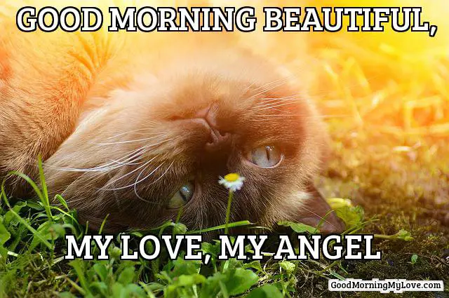 32 Good Morning Memes for Her, Him & Friends - Funny & Beautiful