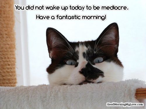 good morning quotes cute cat